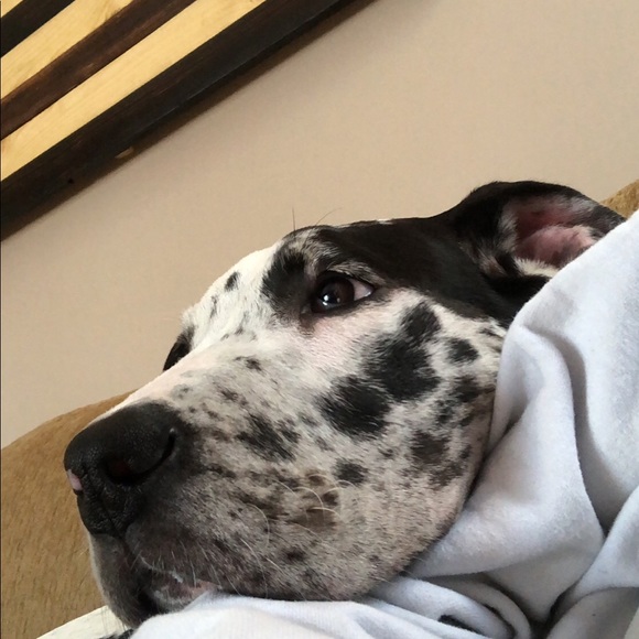 Meet your Posher, Alexa - Picture 1 of 1